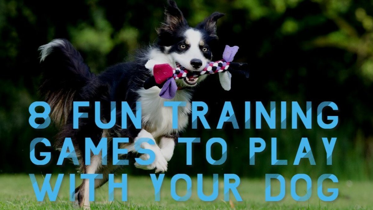 III. How to Choose the Right Toys for Your Dog's Playtime