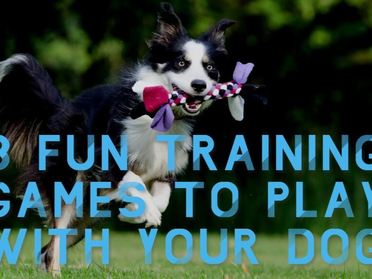 II. The Benefits of Rally Obedience Training