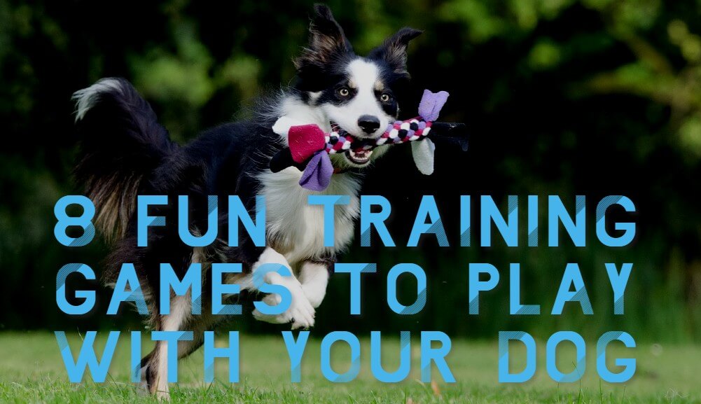 I. Benefits of Engaging Playtime Activities for Your Dog