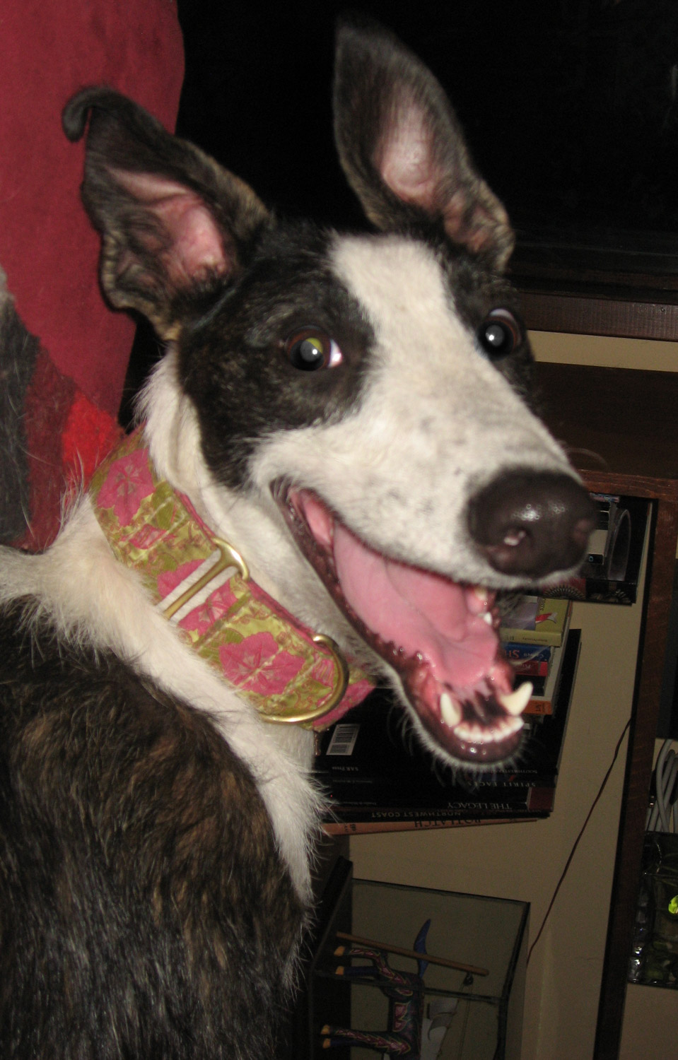 RTH Fan: Izzy the Lurcher Longdog