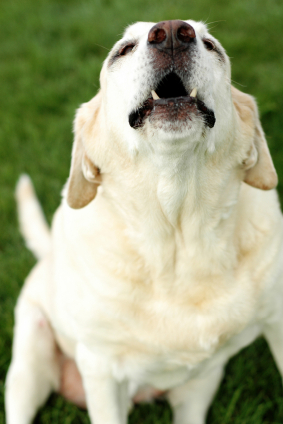 Dealing With Excessive Canine Barking
