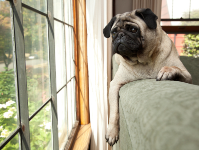 An Overview of Separation Anxiety in Dogs