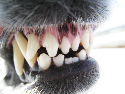 Dental Care for Your Pet by Dr. Uri Burstyn