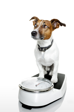 Tips to Help Your Dog Lose Weight