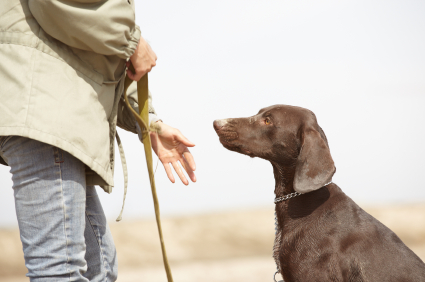10 Reasons Why Punishment Fails in Dog Training