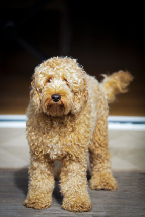Is the Labradoodle Hypoallergenic? ✔️ The Best Dog Breed for Allergies