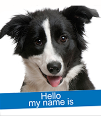 Top 5 Tips on Naming Your New Dog