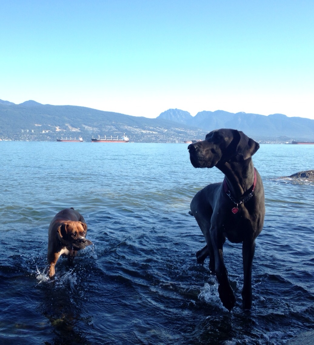 Gear Up For Summer With Your Dog In Vancouver