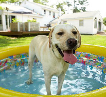 5 Tips on How to Survive the Summer Heat with your Dog