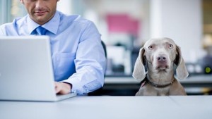 dog at office