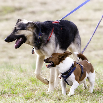 4 Tips For Finding the Right Dog Walker