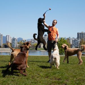 5 active dogs playing fetch in a park on a 1 Hour Urban off-leash dog walk in West Vancouver
