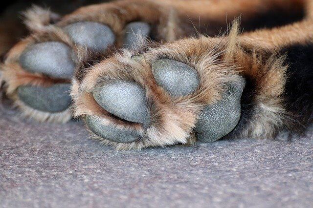 How can I moisturize my dog's paws naturally