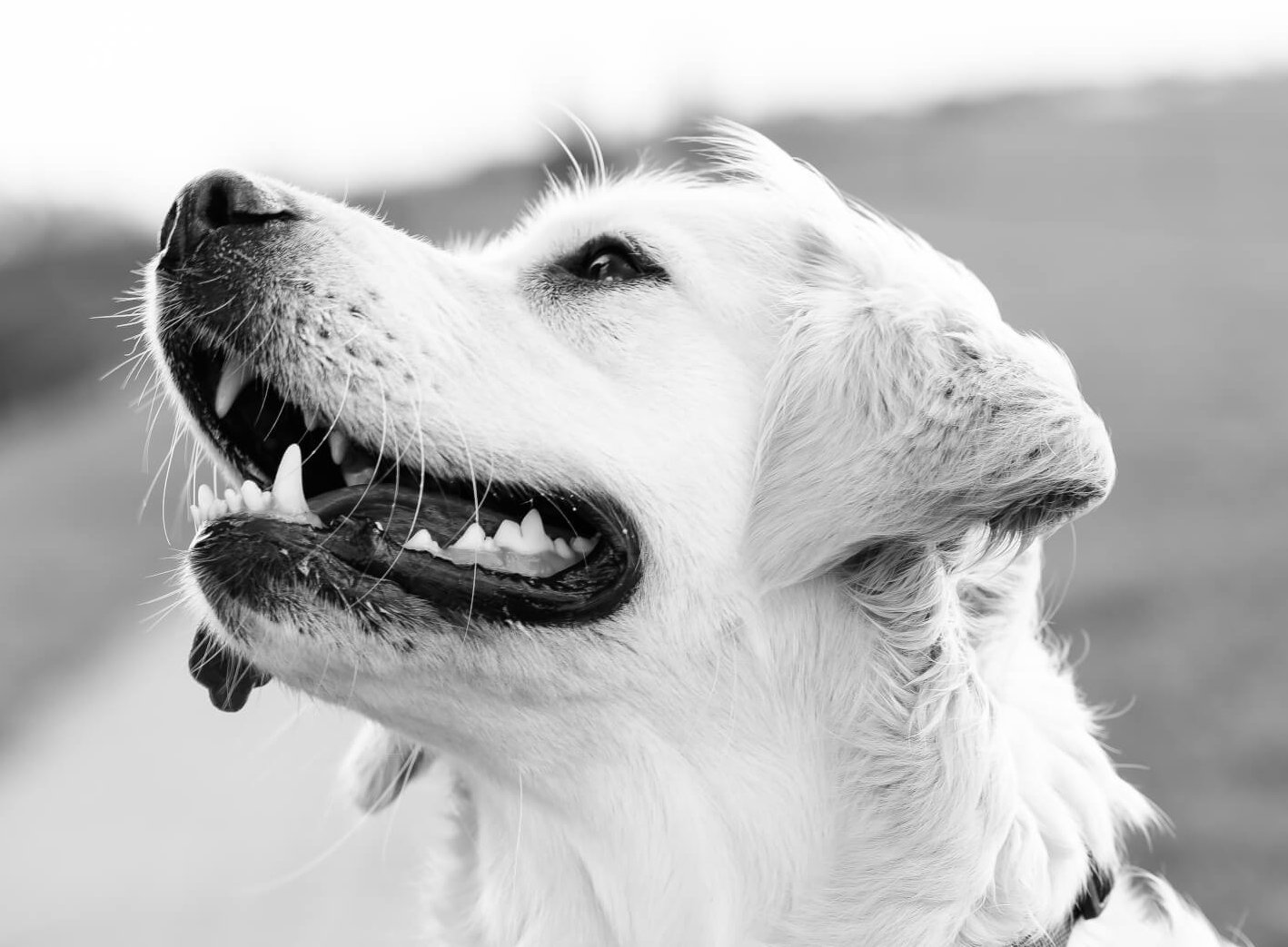 Brush Up On Canine Dental Health