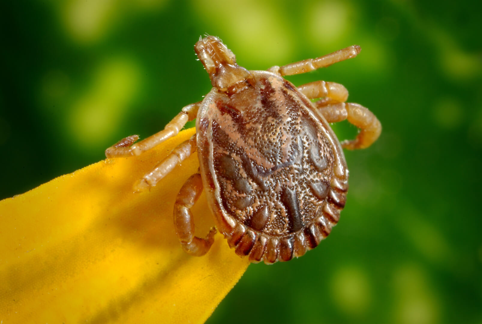 Tick Prevention Tips For Your Dog