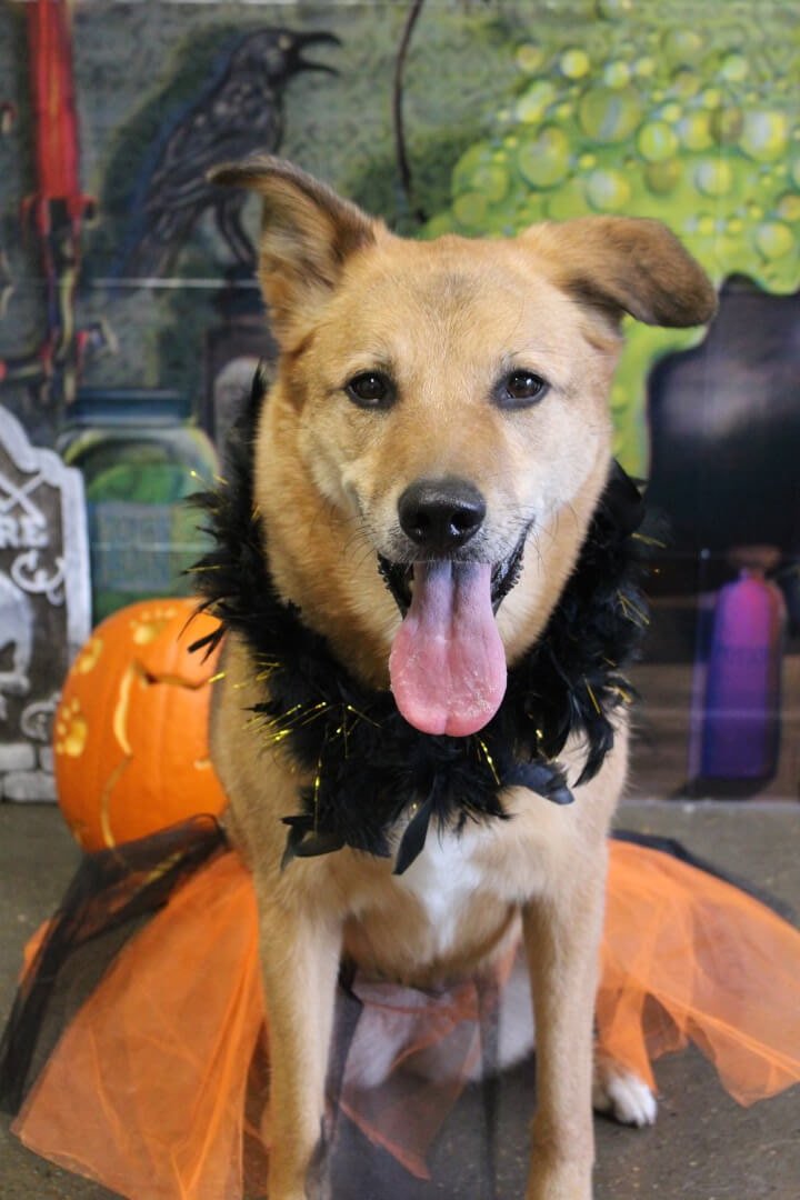 5 Important Pet Safety Tips for Halloween