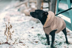 dog in winter coat walking