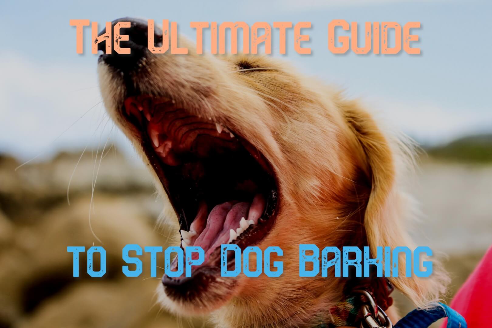 stop dog barking for food