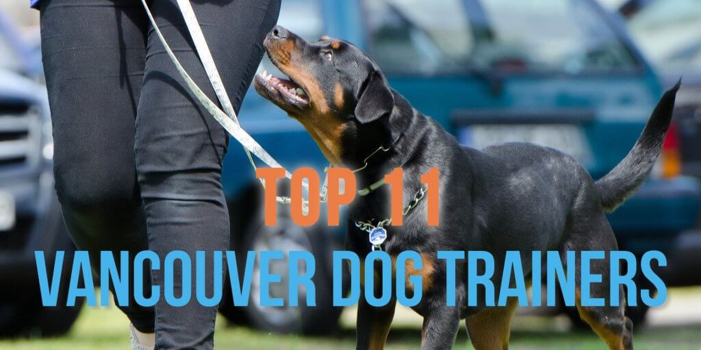 Best Vancouver Dog Trainers